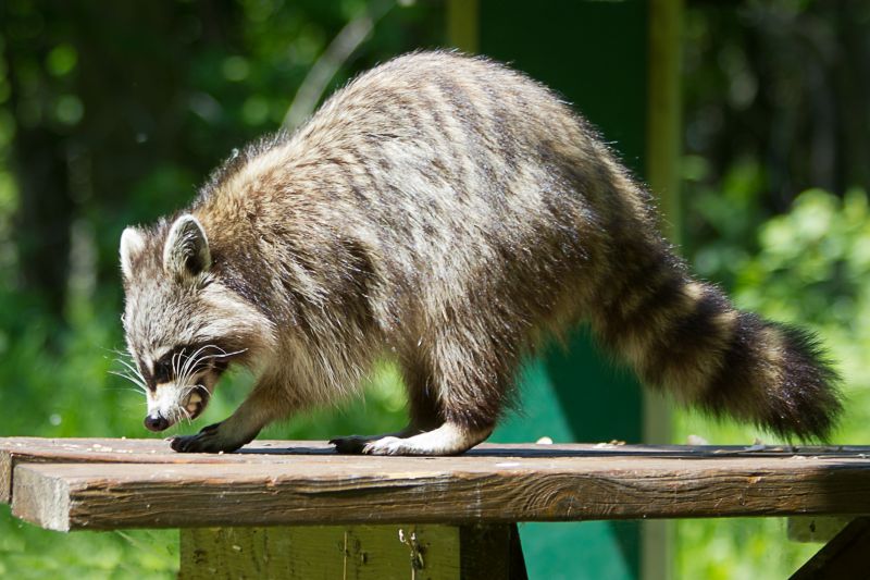 How Wildlife Can Damage Roofs, Attics, And Insulation
