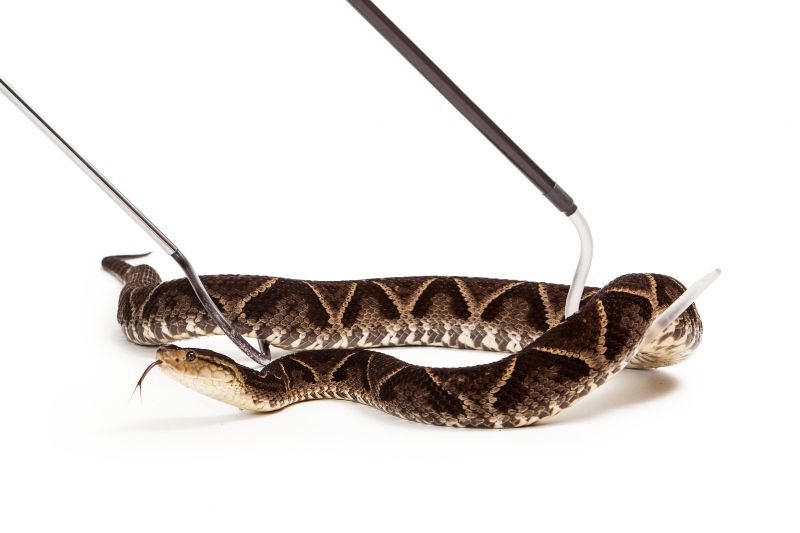 Identifying Dangerous Snakes On Residential Properties