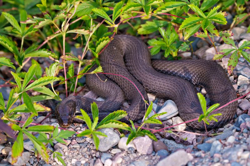 Products For Snake Removals in use