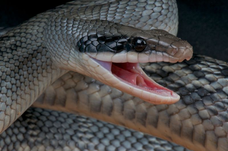 Signs Your Commercial Property Has A Snake Issue