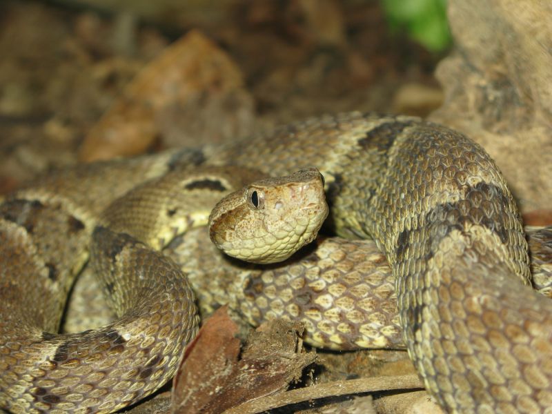 Signs Your Commercial Property Has A Snake Issue