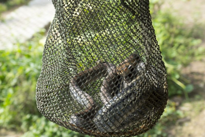 Signs Your Commercial Property Has A Snake Issue