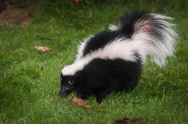 What To Expect During A Professional Wildlife Removal Visit