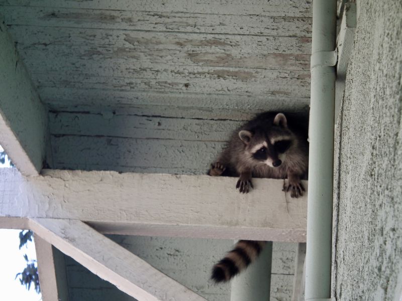 Raccoon Entry Point