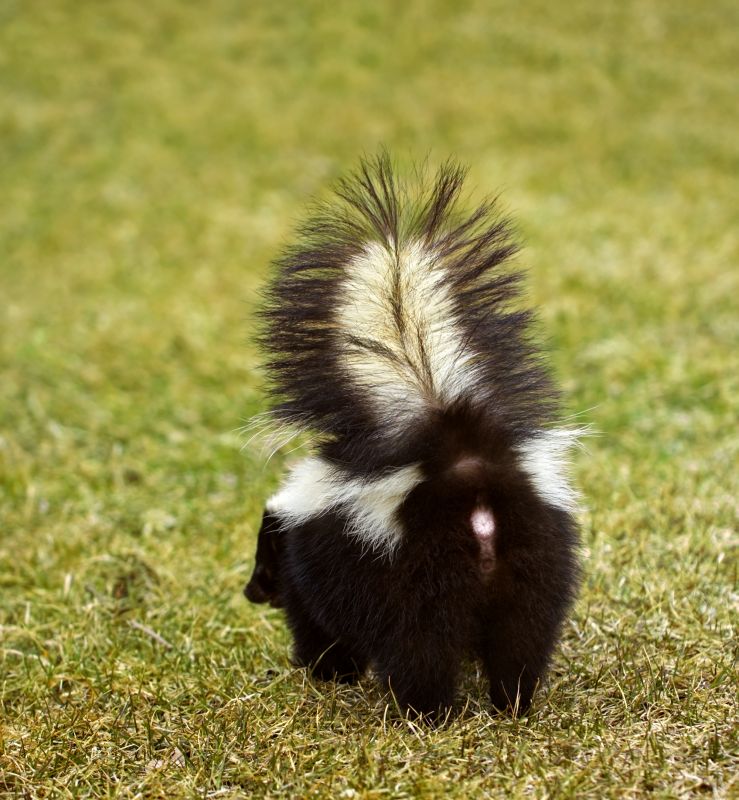 Skunk Burrow