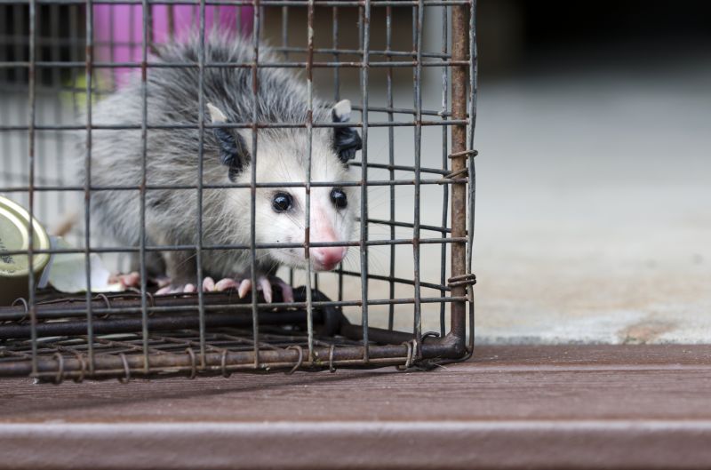 Opossum Shelter